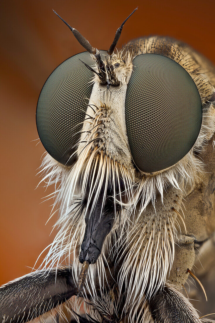 The short, strong proboscis of robber flies is used to stab and inject victims with saliva containing neurotoxic and proteolytic enzymes which paralyze and digest the insides; the fly then sucks the liquefied meal through the proboscis.