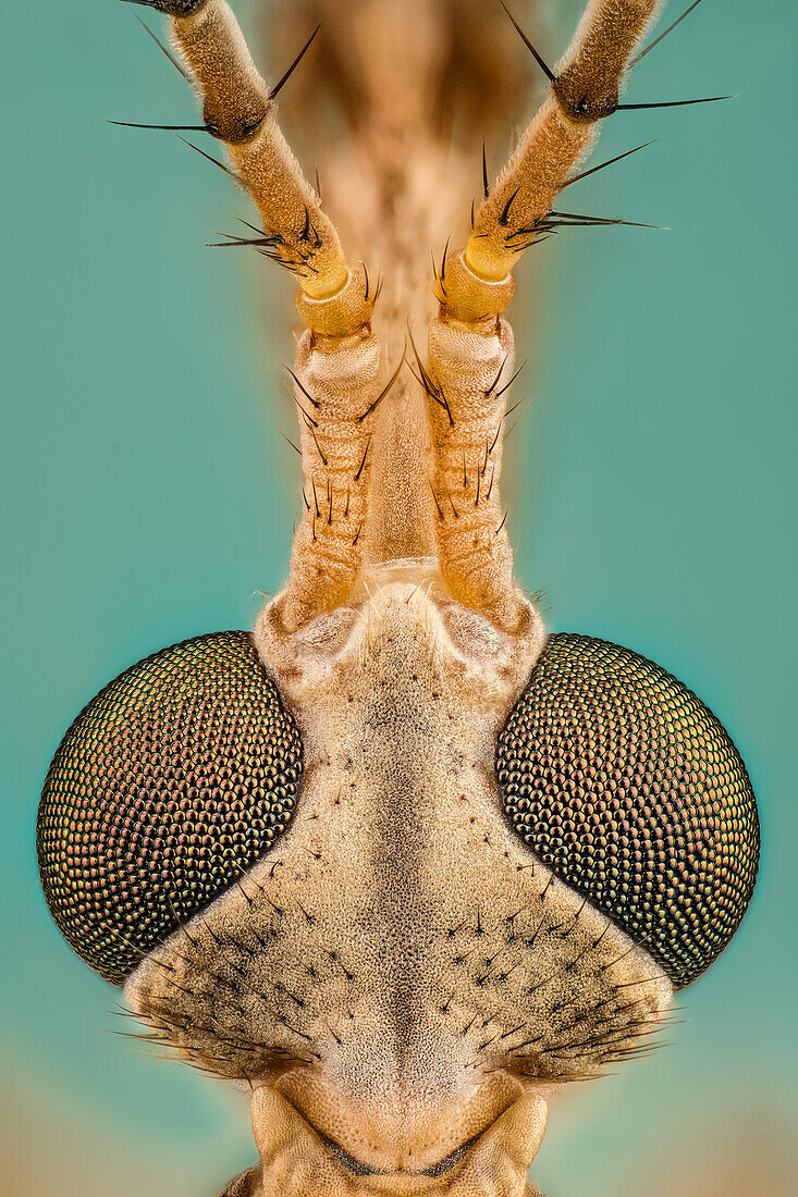 Tipula is a very large insect genus in the fly family Tipulidae. They are commonly known as crane flies or daddy longlegs. Worldwide there are well over a thousand species.