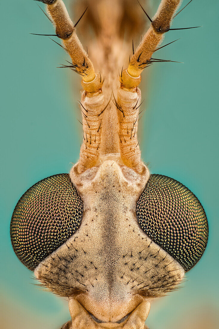 Tipula ist eine sehr große Insektengattung aus der Familie der Fliegen (Tipulidae). Sie sind gemeinhin als Kranichfliegen oder Weberknechte bekannt. Weltweit gibt es weit über tausend Arten.