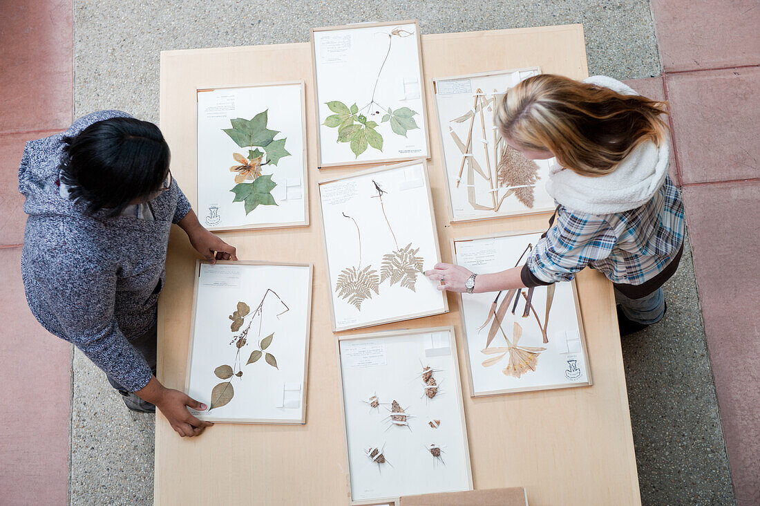 Girls organizing frames of pressed leaves and flowers