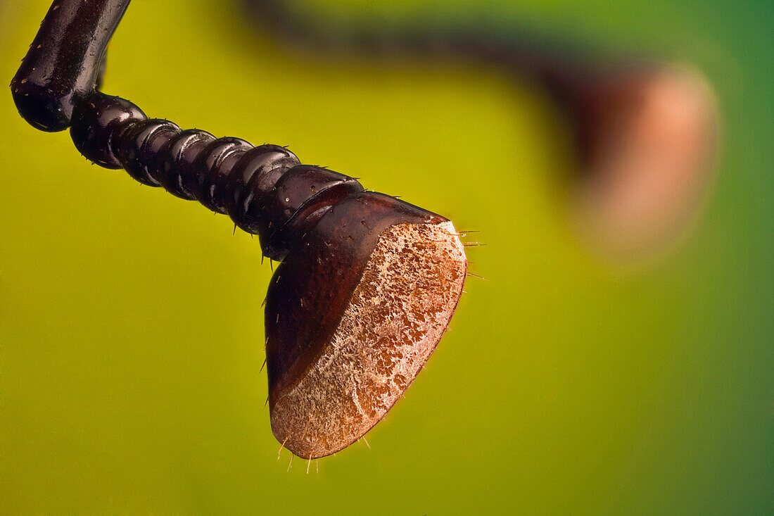 Ein Detail der Antennen von Rhynchophorus ferrugineus