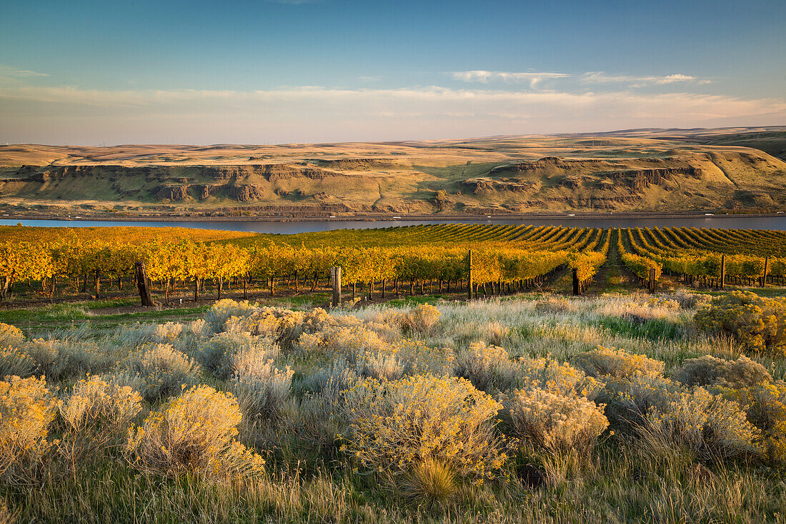 Sagebrush, rabbitbush and rows of wine grape vines at Maryhill Vineyards overlooking the Columbia River; Maryhill, Washington.