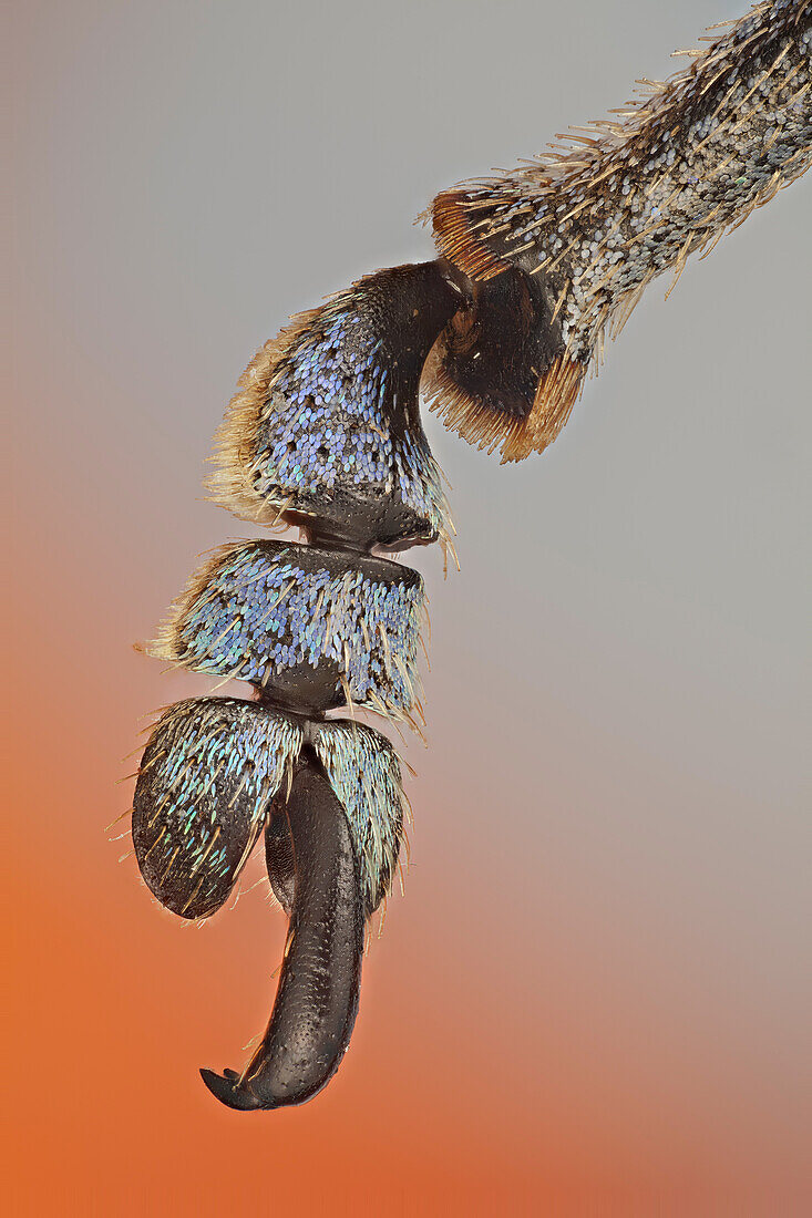 Diese Rüsselkäfer gehören zu den farbenprächtigsten der Welt; Detail der Klaue mit den bunten Schuppen, die sie bedecken