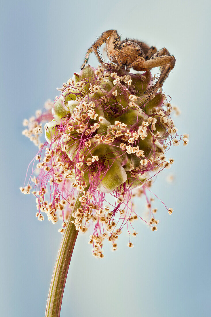 Most crab spiders are specialiced in ambush hunting in flowers.