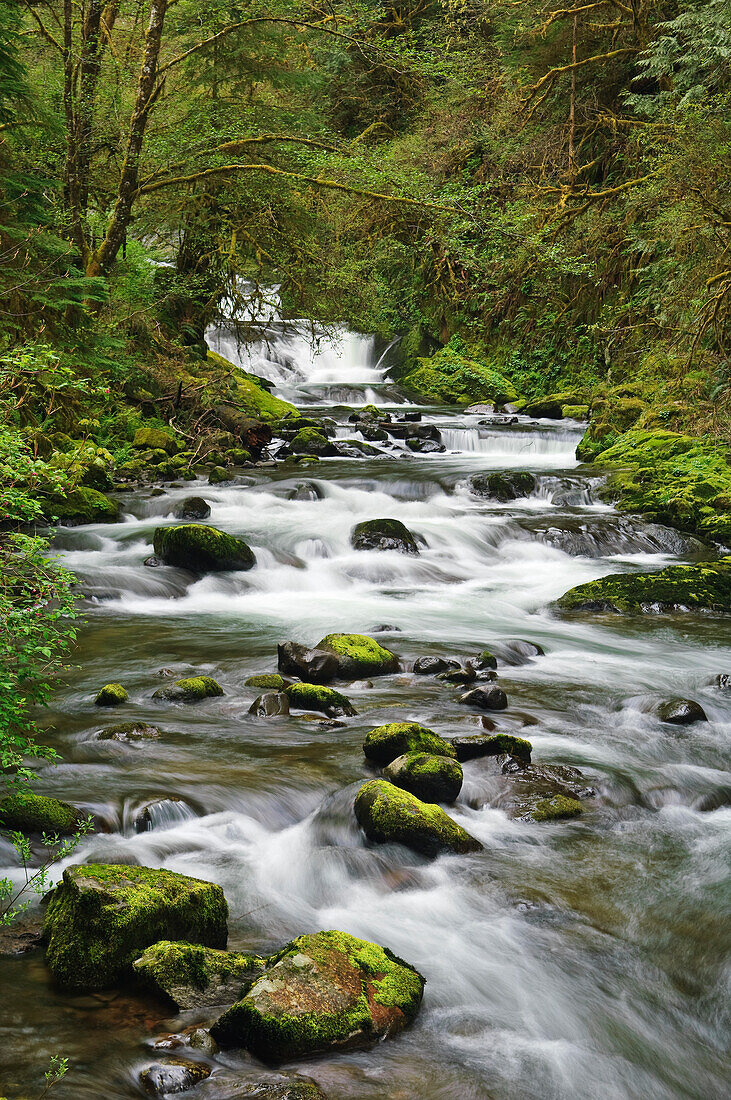 Cascading waterfalls on Sweet Creek; Siuslaw National Forest, Oregon.