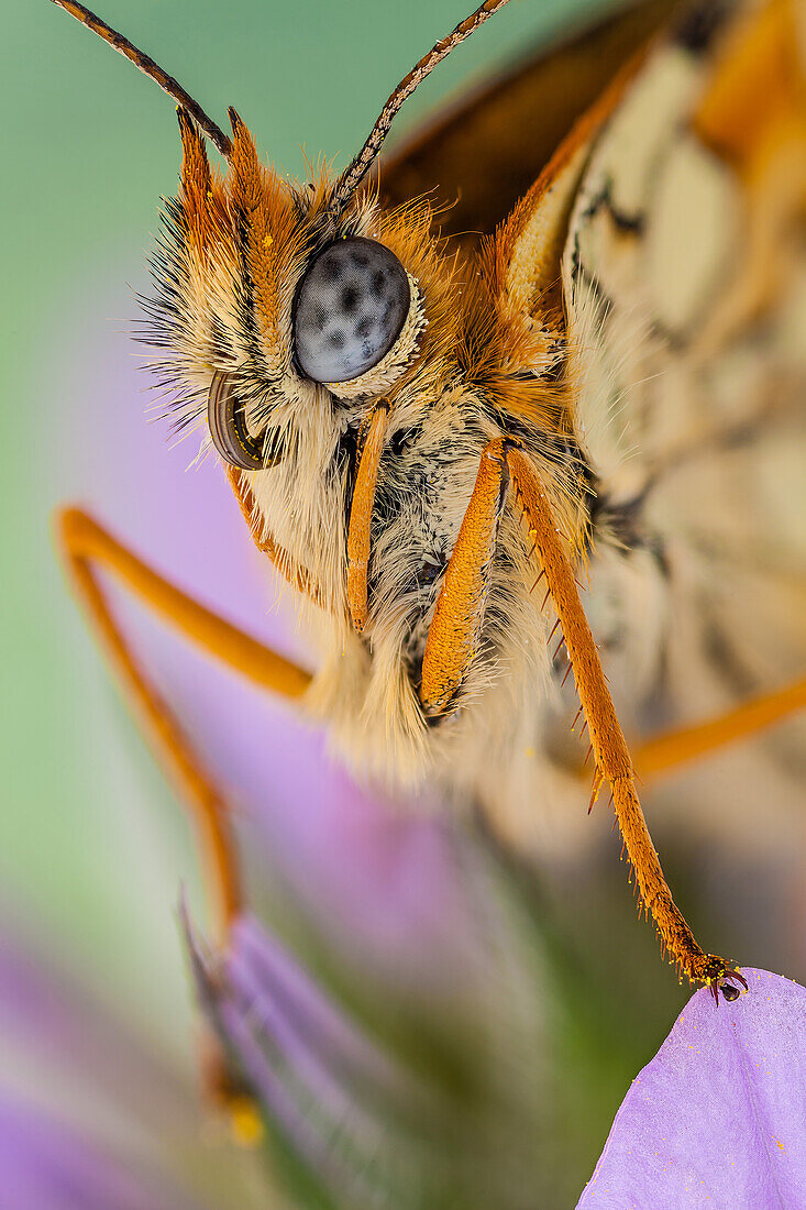 Schmetterlinge sind oft polymorph, und viele Arten nutzen Tarnung, Mimikry und Aposematismus, um ihren Fressfeinden zu entgehen.