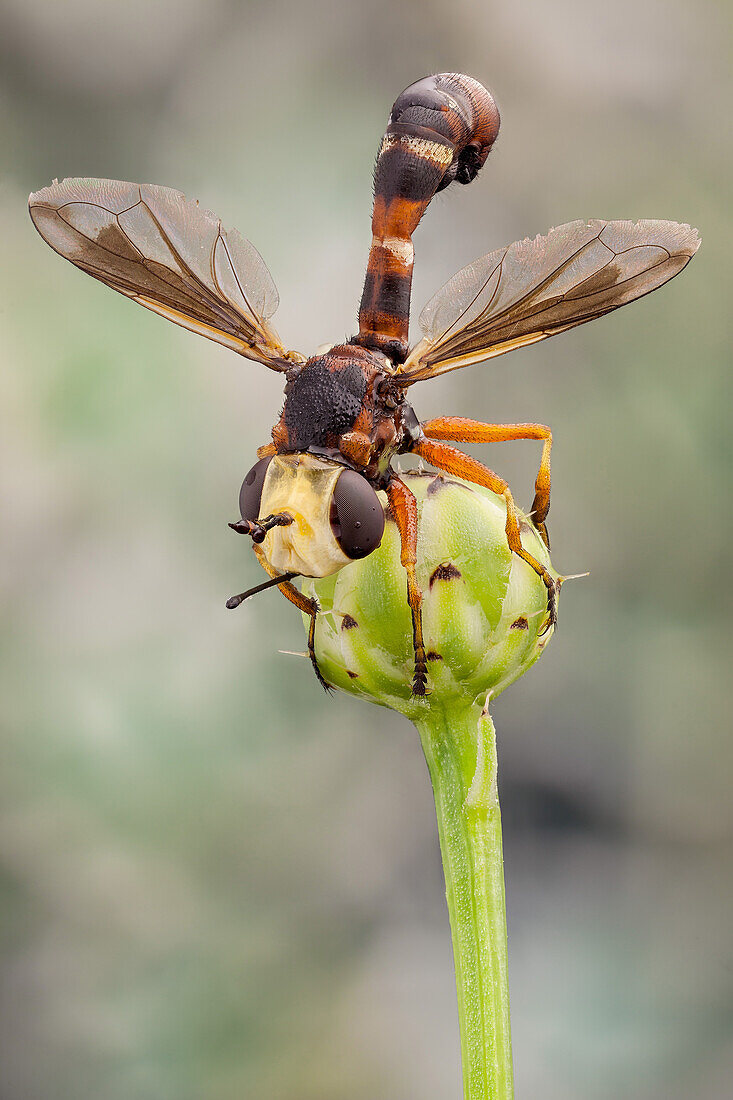 The Conopidae, usually known as the thick-headed flies, they are most frequently found at flowers, feeding on nectar with its proboscis, which is often long.