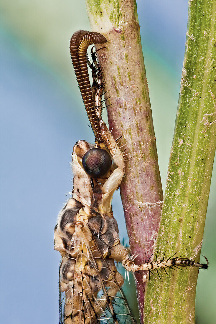 Ein Ameisenlöwe auf einem Grashügel; sie sind sehr schwer auszumachen, da sie sehr lange still stehen können