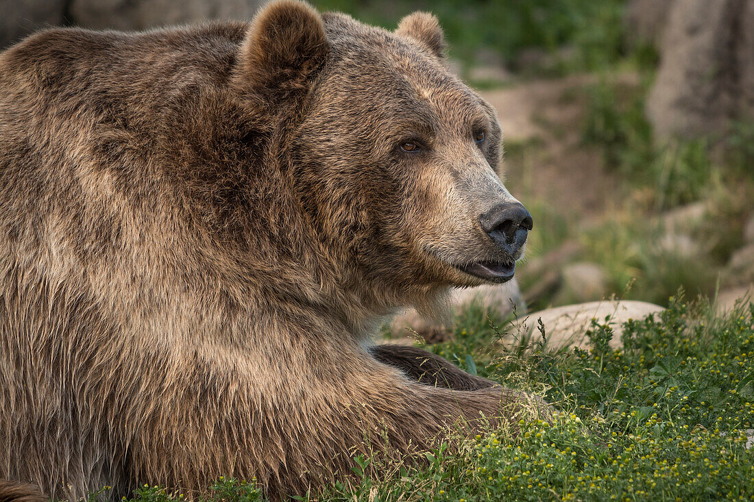 Brutus, der Grizzlybär im Montana Grizzly Encounter in der Nähe von Bozeman, Montana.