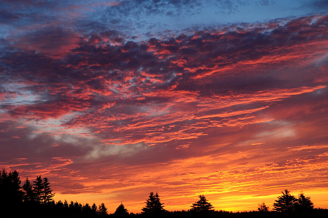 Sonnenaufgang und Wolken über dem Wald bei Greenwich, Prince Edward Island National Park; PEI, Kanada. .