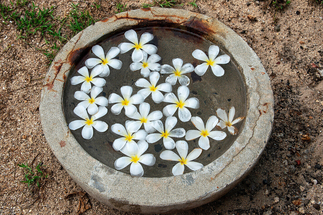 Frangipani oder Plumeria Blume im Spa. Traditionelle Blumen der hawaiianischen Kultur, Fidschi. Malolo Insel Mamanucas Inselgruppe Fidschi