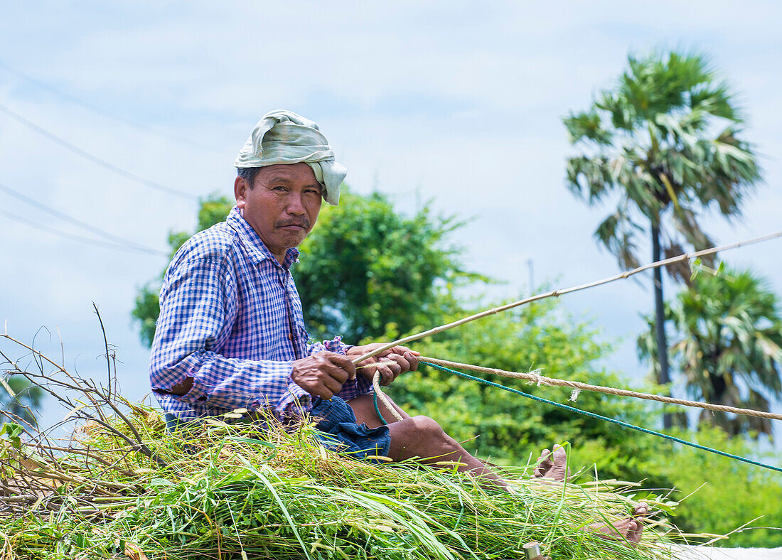 Burmese farmer riding ox cart in Shan state Myanmar