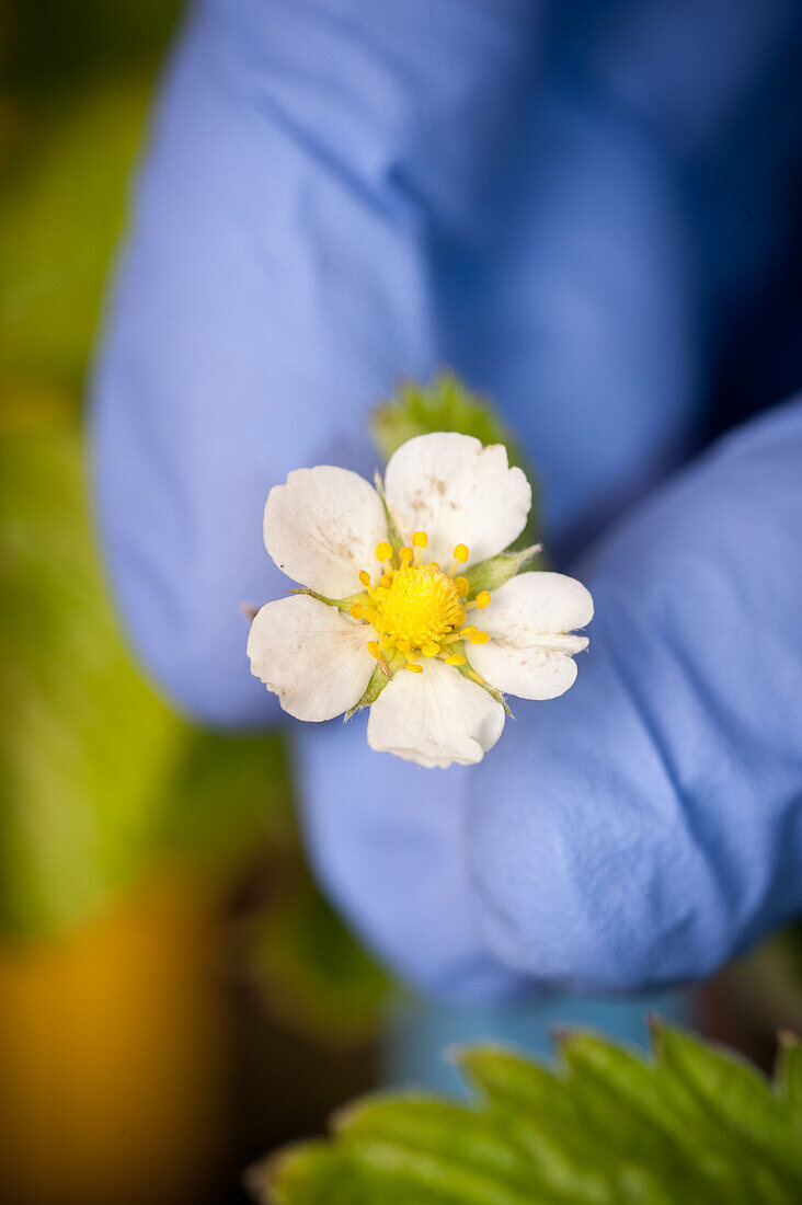 Close-up of blue gloved fingers pinching a white flower at a plant science lab in College Park, Maryland