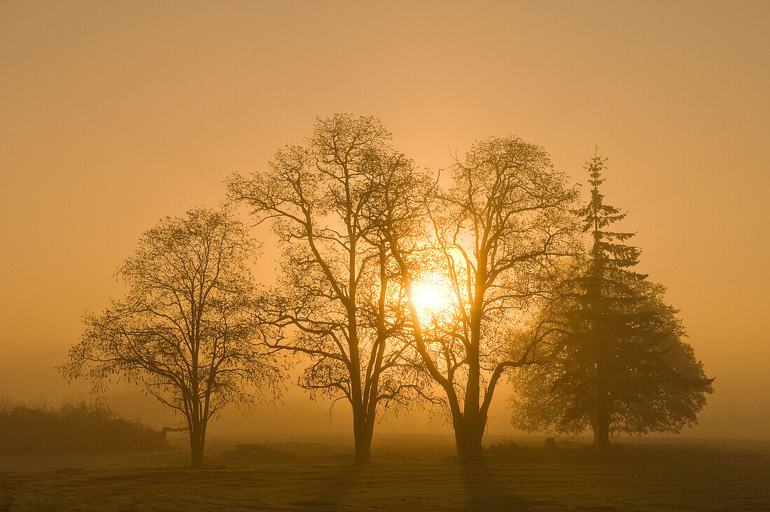 Bäume und Nebel bei Sonnenaufgang; Jefferson-Scio Road, Linn County, Willamette Valley, Oregon.