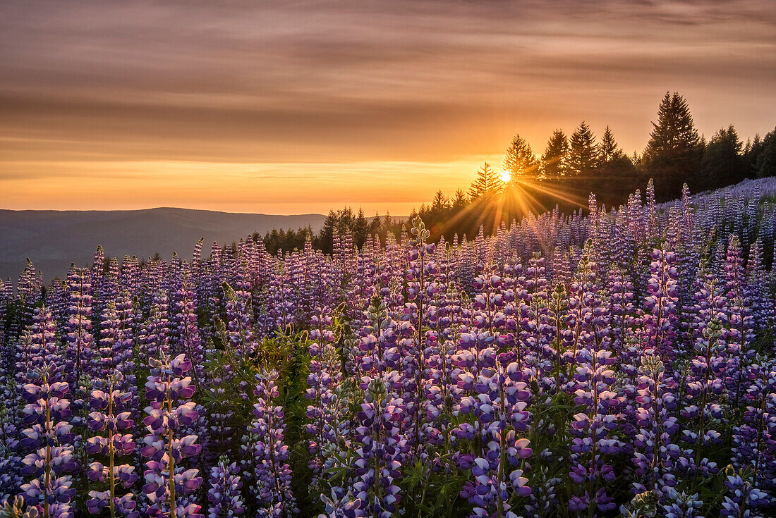 Lupine at Dolason Prairie, Redwoods State and National Parks, California.