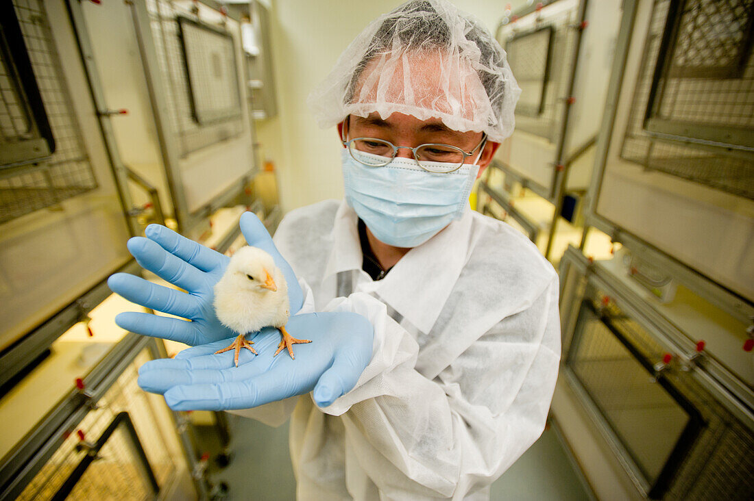Wissenschaftler führt ein Experiment mit Küken in einem Labor durch