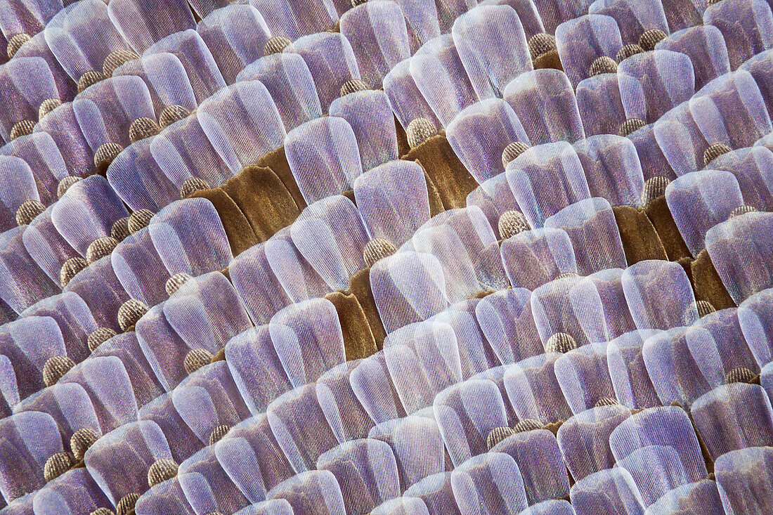 Die Schuppen der Lysandra bellargus, auch bekannt als Adonisröschen; eine in Spanien recht häufige Art