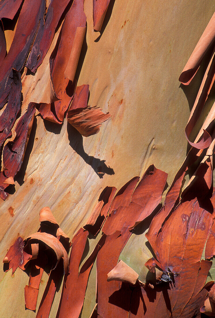 Madrone (Arbutus menziesii) tree bark.