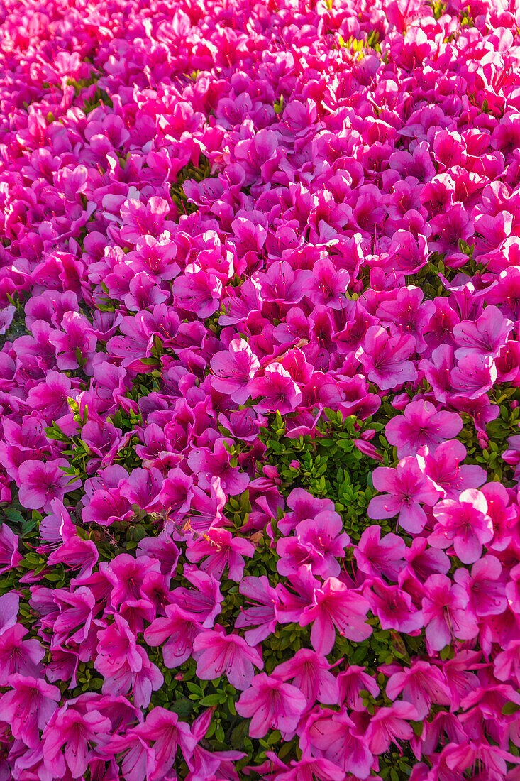 Kumano Kodo pilgrimage route. Katsuura Gyoen hotel. Katsuura. Wakayama Prefecture. Kii Peninsula. Kansai region. Honshü Island . Japan. UNESCO World Heritage Site. Japan