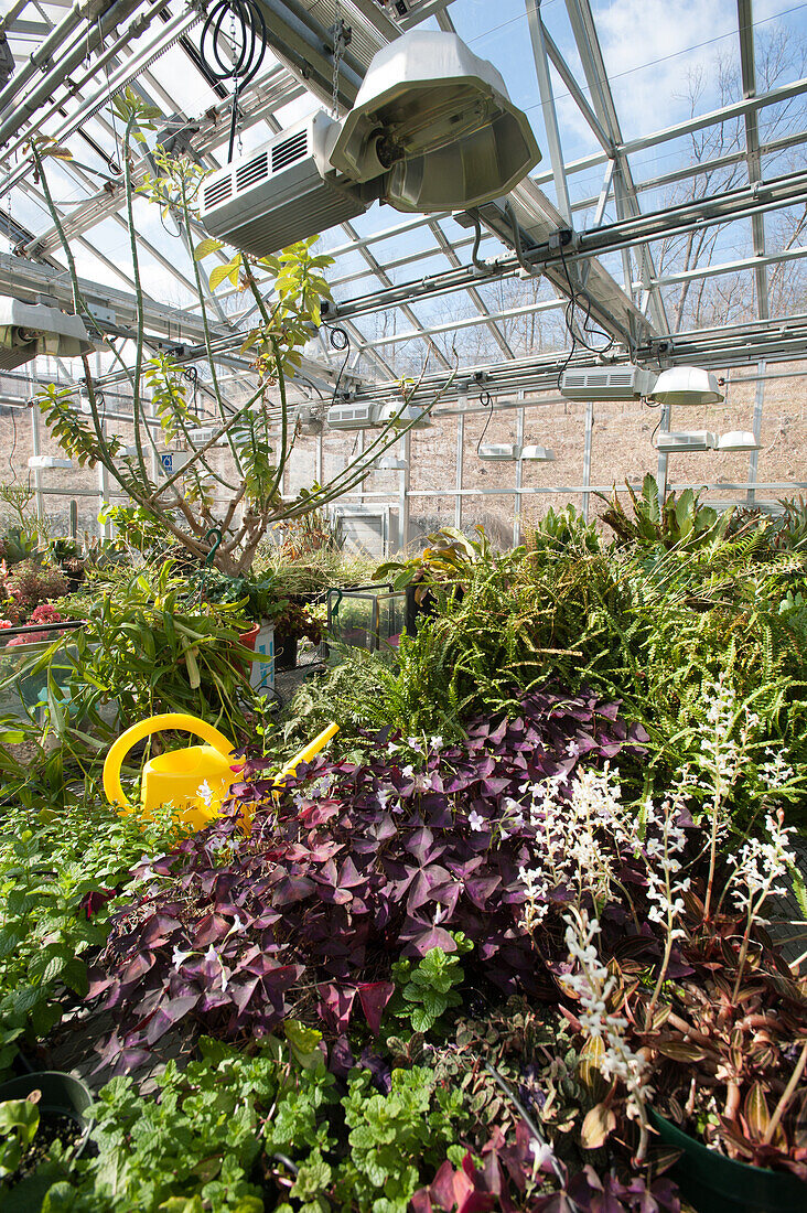 Flats and potted plants in a research greenhouse complex