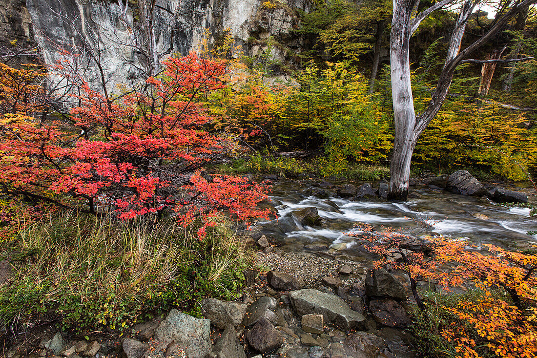 Herbstfarben am Arroyo del Salto in der Nähe des Wasserfalls Chorillo del Salto im Nationalpark Los Glaciares bei El Chalten, Argentinien. Ein UNESCO-Weltnaturerbe in der Region Patagonien in Südamerika.
