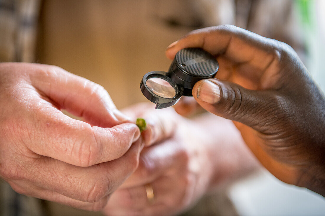 Nahaufnahme von Händen, die eine Blume durch ein Vergrößerungsglas untersuchen, in Ganta, Liberia