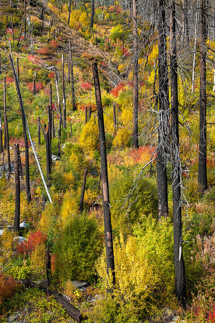 Spitzahorn und verbrannte Baumstämme, Swiftwater Picnic Area, Tumwater Canyon, Okanogan-Wenatchee National Forest, Cascade Mountains, Washington.