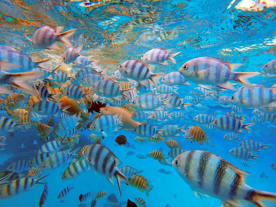Schnorchelausflug in den seichten Gewässern der Lagune von Bora Bora, Moorea, Französisch-Polynesien, Gesellschaftsinseln, Südpazifik. Cooks Bucht.