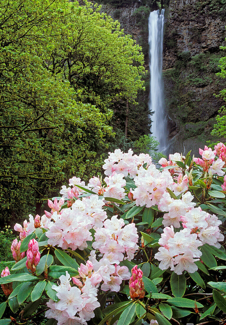 Rhododendron an den Multnomah Falls; Columbia River Gorge National Scenic Area, Oregon.