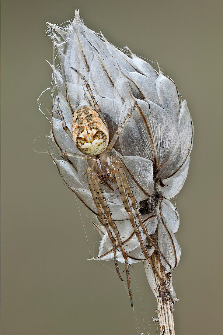 Ein echter Käfer Nymphe auf einer wilden Blume, man kann sehen, dass seine Tarnung es sehr schwierig macht, ihn zu finden