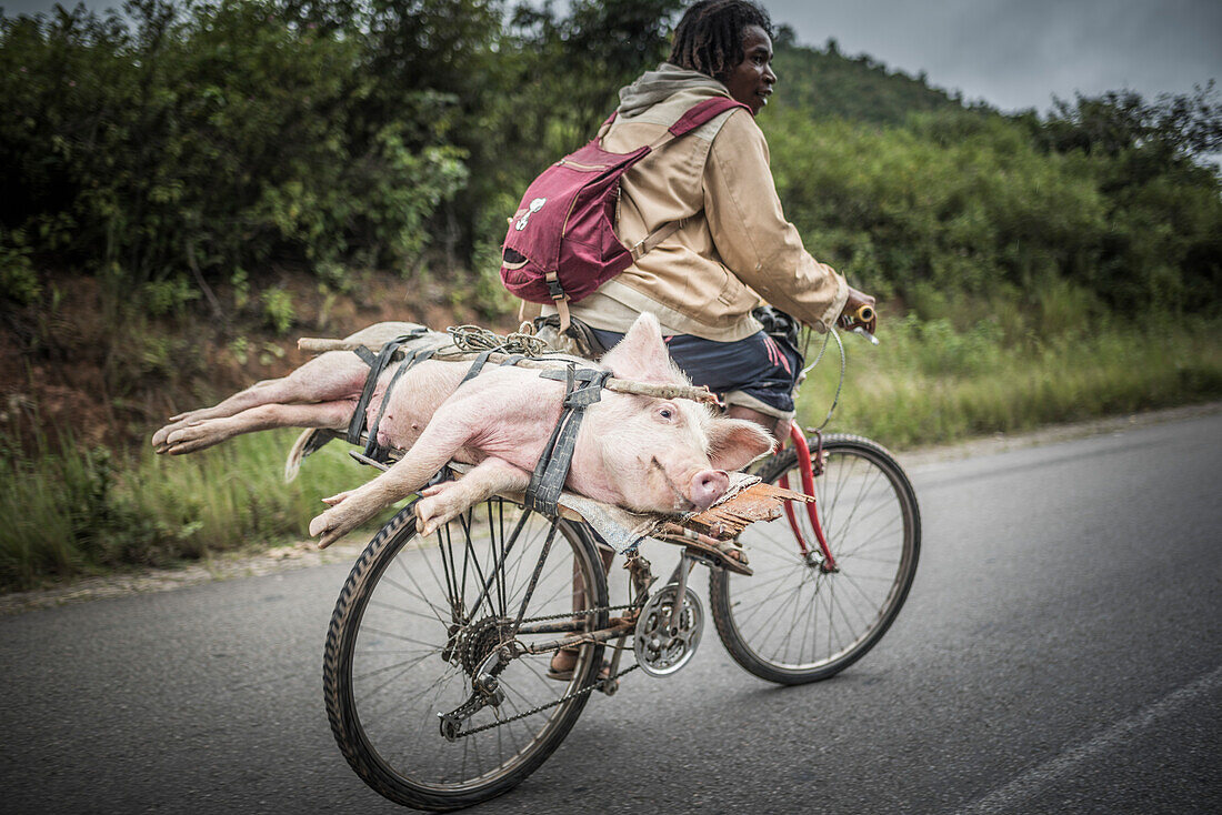 Transport eines Schweins zum Markt in der Nähe von Antananarivo, Provinz Antananarivo, Ost-Madagaskar