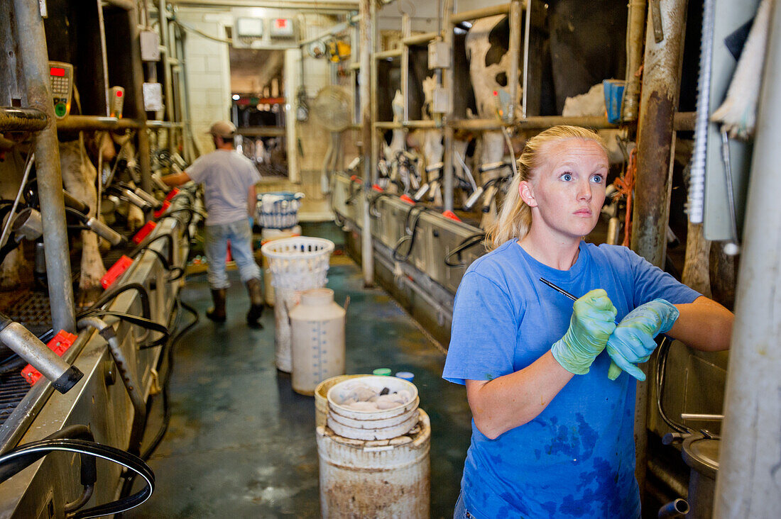 Dairy farmer recording data during milking