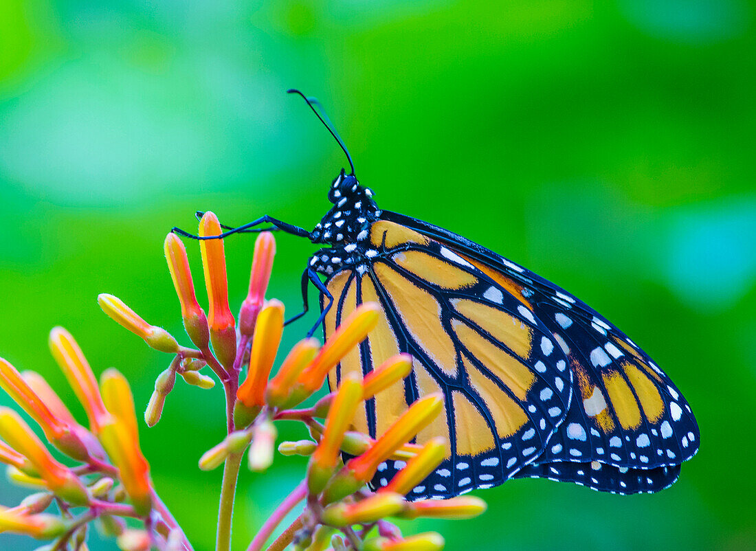 butterfly on a flower in costa rican rain forest