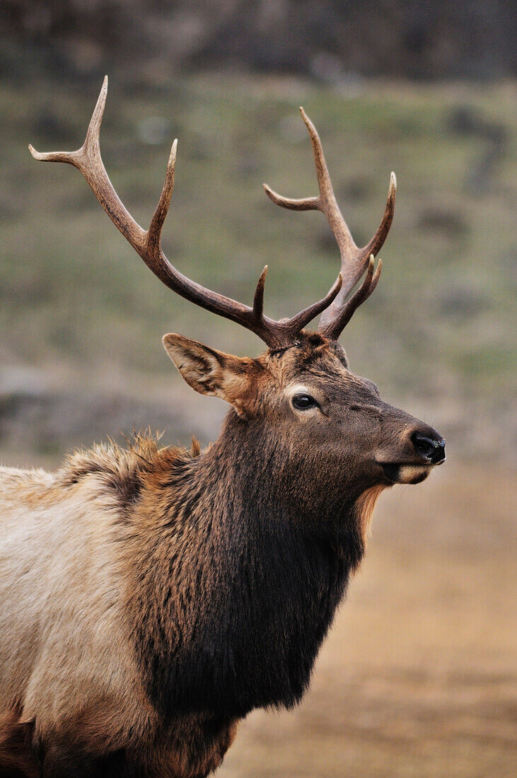 Rocky Mountain Elk an der Winterfütterungsstation im Oak Creek Wildlife Area, Washington.