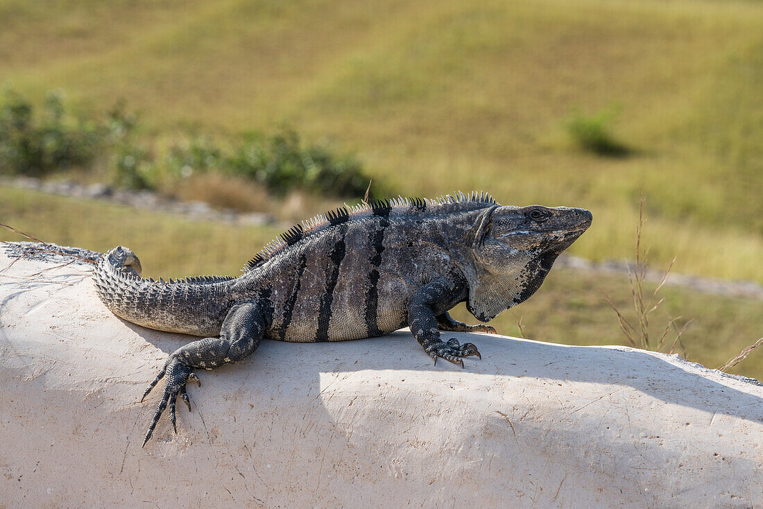 A Black Spiny-tailed Iguana, Ctenosaura similis, on the top of the Palace or El Palacio in the ruins of the Mayan city of Labna are part of the Pre-Hispanic Town of Uxmal UNESCO World Heritage Center in Yucatan, Mexico.