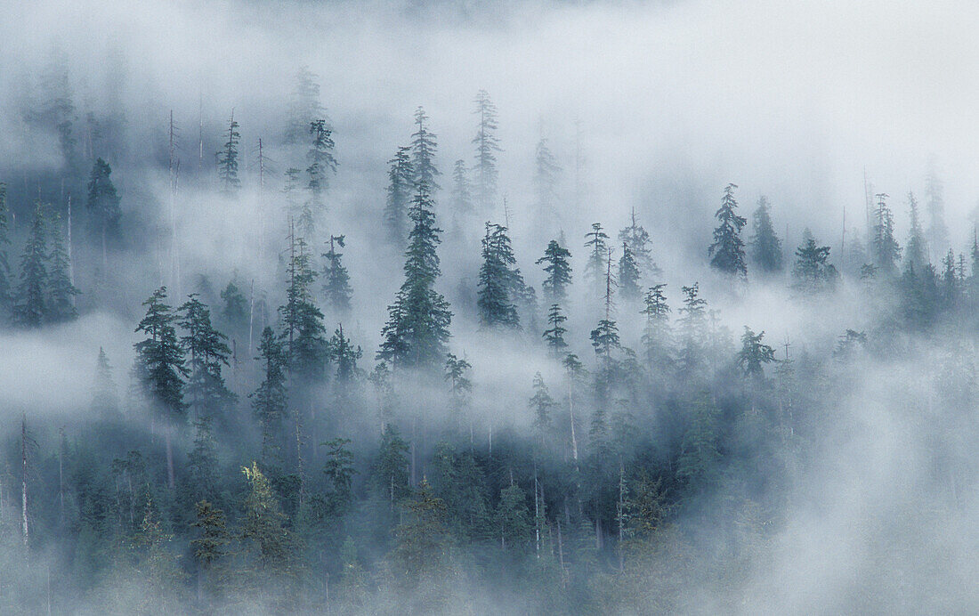 Wald und Nebel über dem Hoh River, vom Spruce Nature Trail aus; Olympic National Park, Washington.