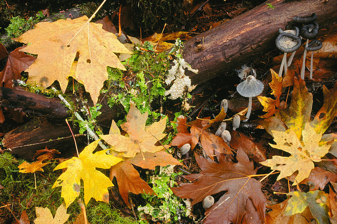 Maple leaves, mushrooms, lungwort, mosses, centipede and rotting logs on forest floor. BLM-managed forest land near Alsea in the Coast Range Mountains, Oregon, USA..