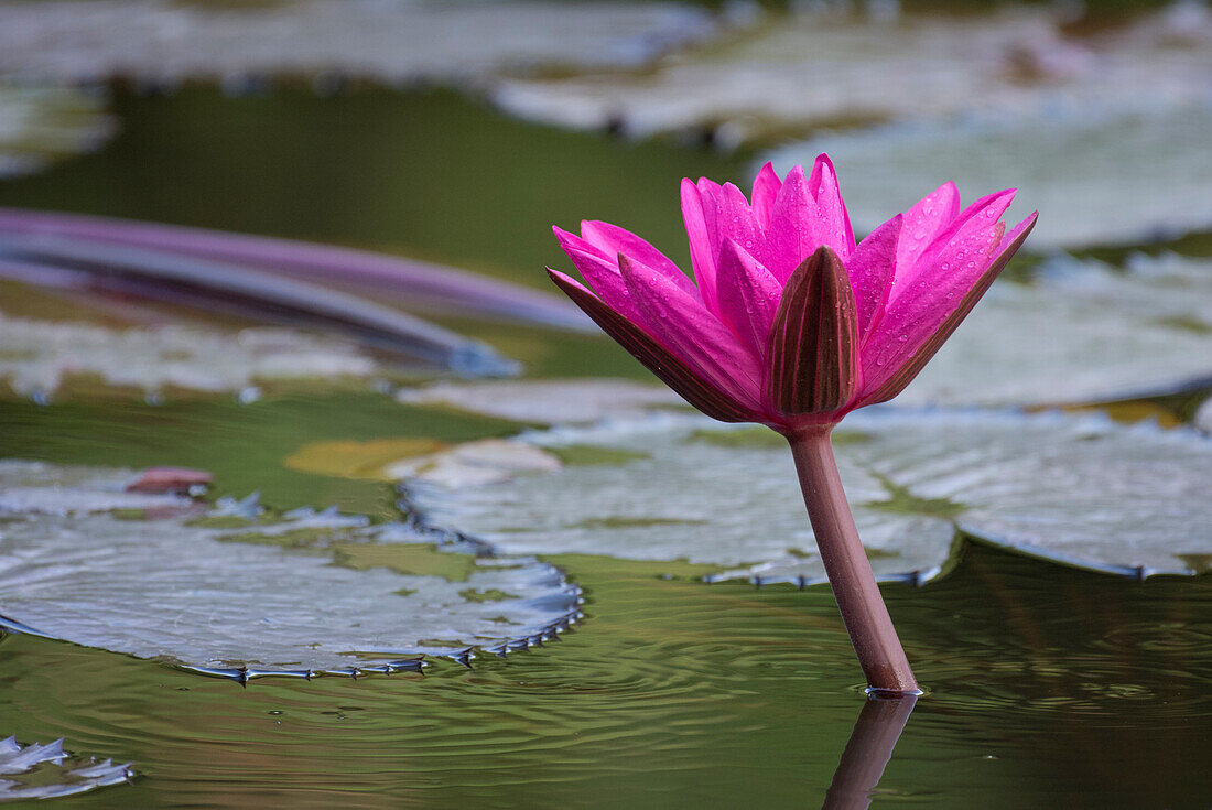 Water lily in wetland pond at Tobago Plantations, Trinidad and Tobago.