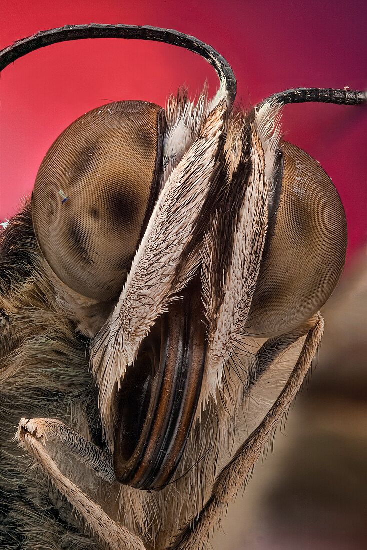 Porträt eines Schmetterlings mit Details des Facettenauges, der Schuppen und des Saugrüssels