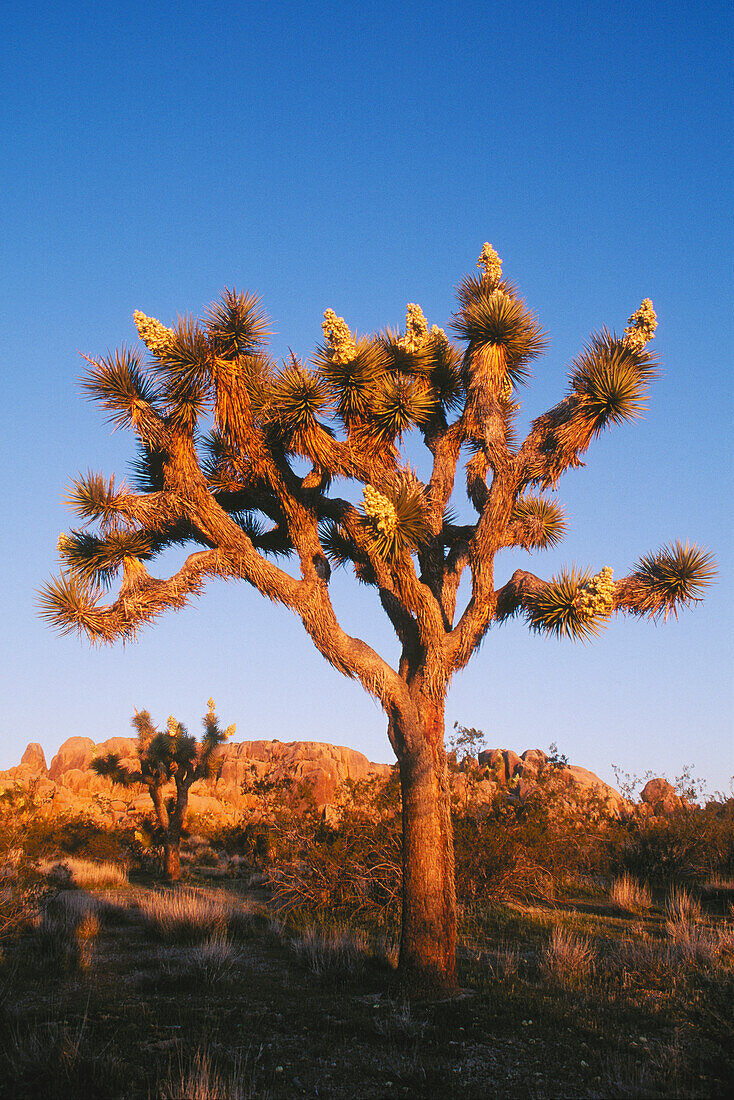 Joshua Tree bei Sonnenaufgang; Joshua Tree National Park, Mojave-Wüste, Kalifornien. .