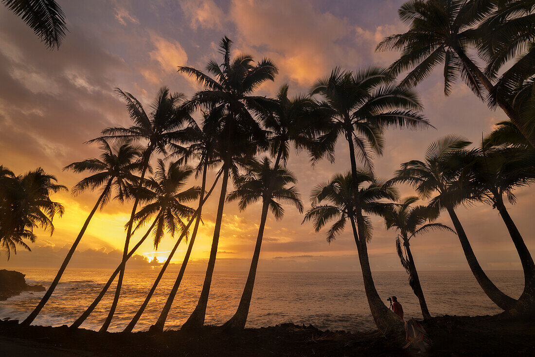 Man photographing coconut palm trees and sunrise at Kama'ili on the Kalapana coast of the Big Island of Hawaii.