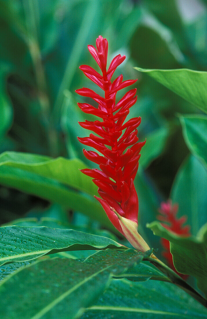 Red Ginger (Alpinia purpurata)