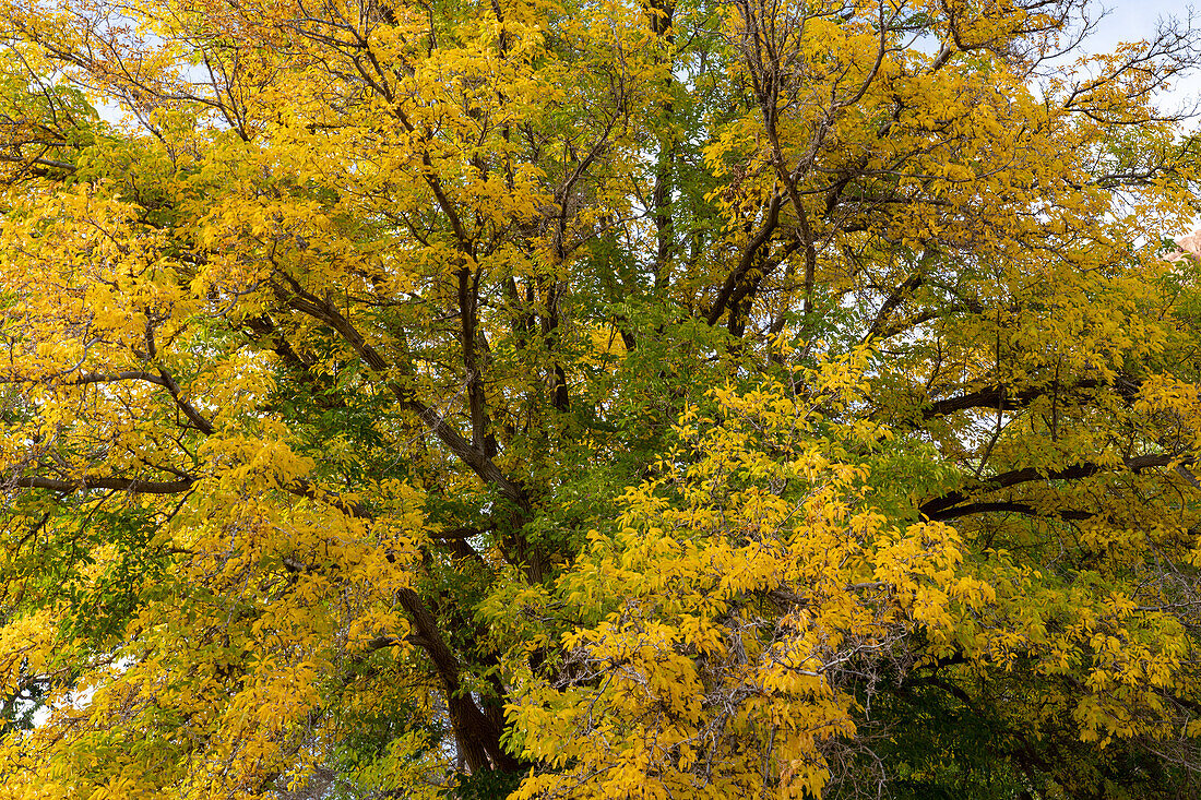 Cottonwood-Baum, Populus fremonti, in Herbstfärbung im Capitol Reef National Park, Utah