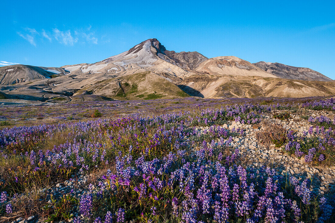 Lupine and penstemon on the Pumice Plain, Windy Trail, Mount Saint Helens National Volcanic Monument, Washington.