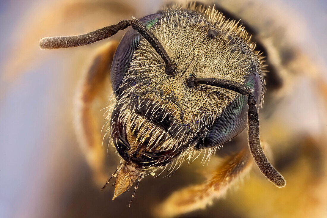 Front view of a small metallic bee at 7:1