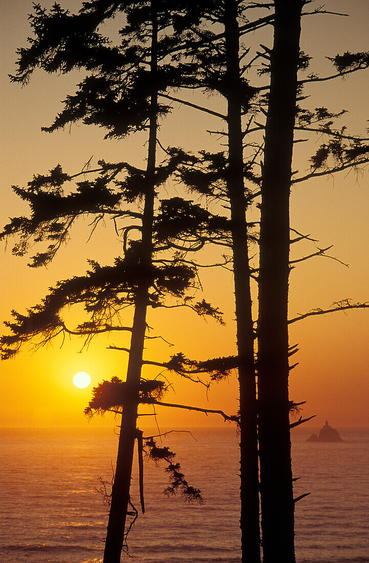 Pine trees and Tillamook Rock at sunset from Ecola State Park, northern Oregon coast.