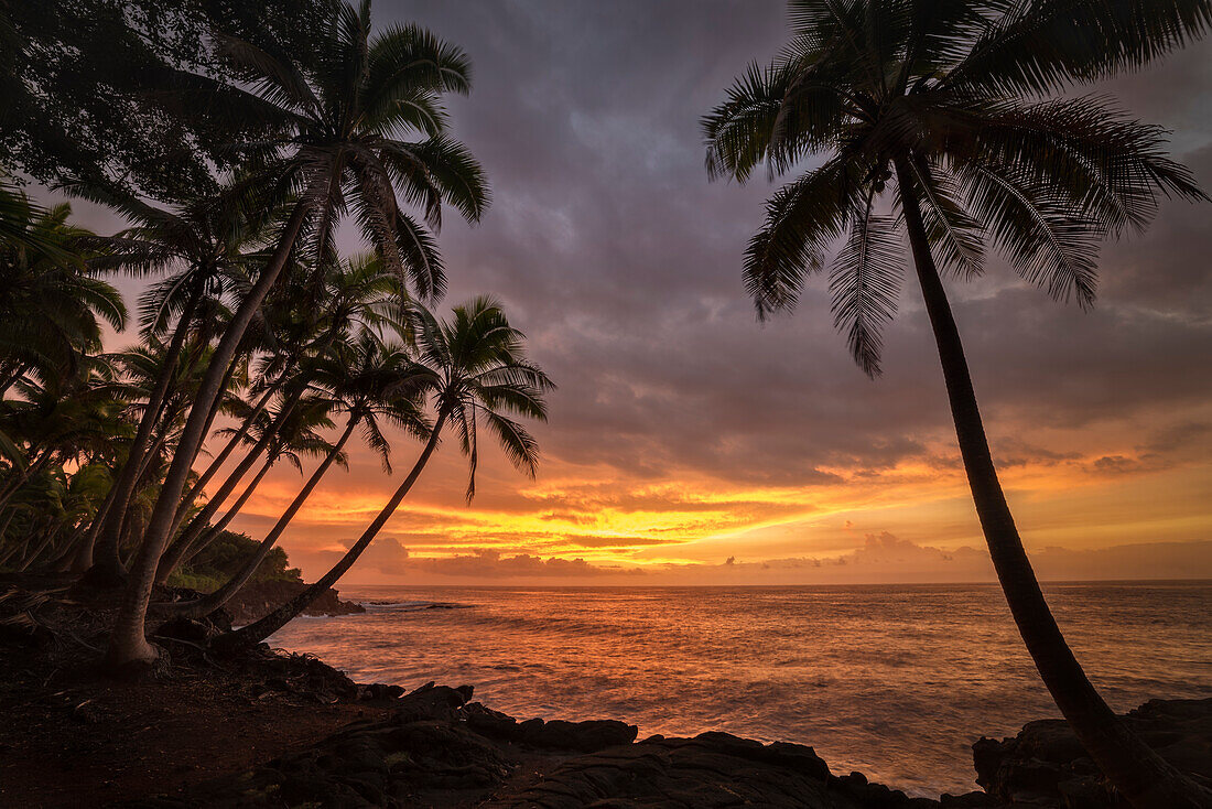 Kokosnusspalmen und Sonnenaufgang in Kama'ili, Kalapana-Küste, Big Island of Hawaii.