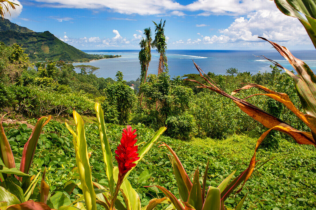 Red Tower Ginger; Spiral Ginger; Costus comosus in Moorea, French Polynesia, Society Islands, South Pacific.