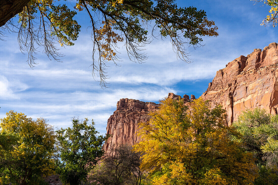 Cottonwood-Bäume, Populus fremonti, in Herbstfärbung und Sandsteinfelsen im Capitol Reef National Park, Utah.