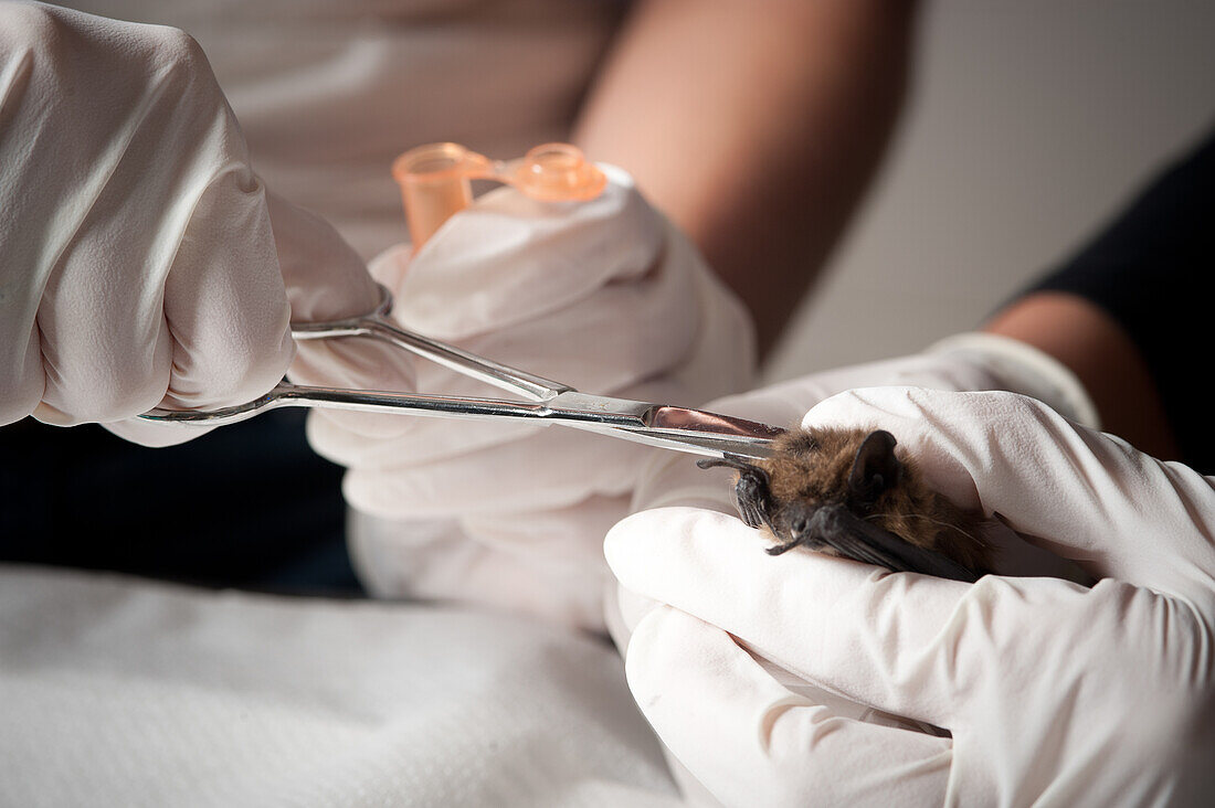 Wissenschaftler untersucht eine Fledermaus in einem Tierversuchslabor